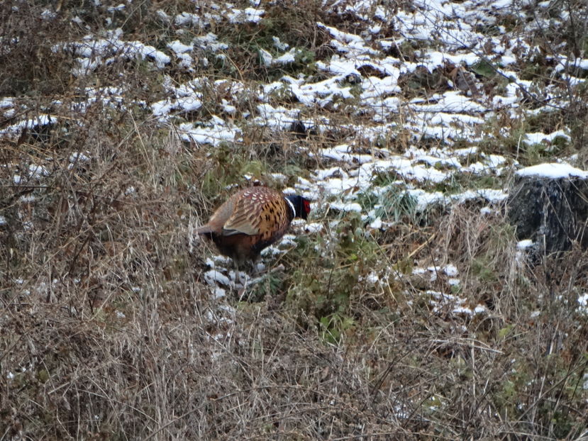  - Fazani in libertate