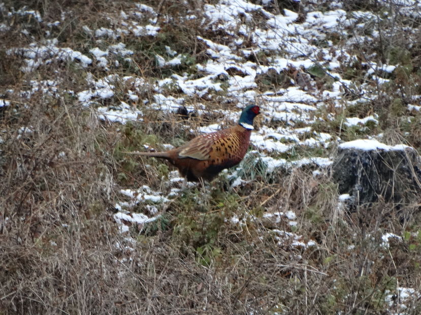  - Fazani in libertate