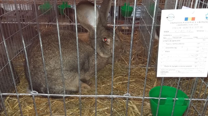 96 pct nationala caranaebes