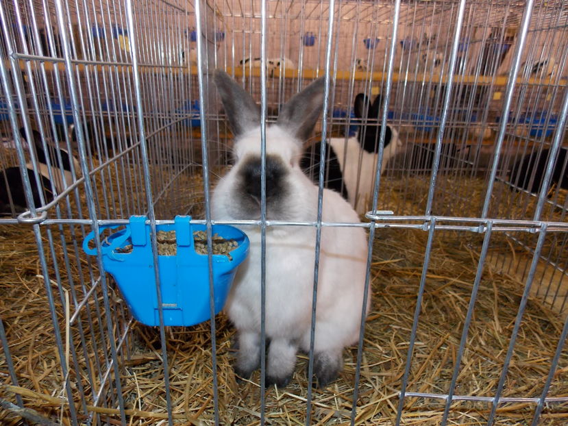  - EXPO-2016-NATIONALA CARANSEBES