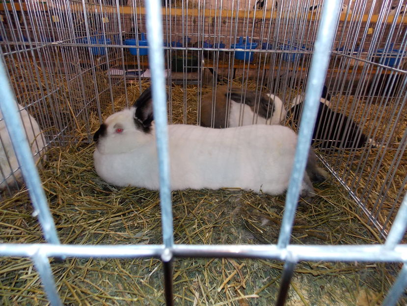  - EXPO-2016-NATIONALA CARANSEBES