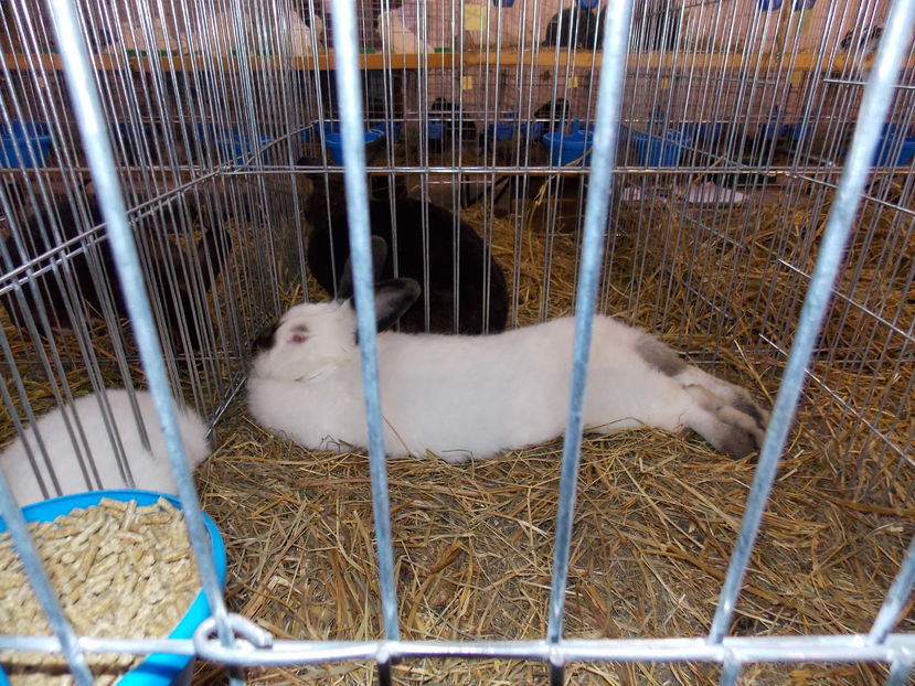  - EXPO-2016-NATIONALA CARANSEBES