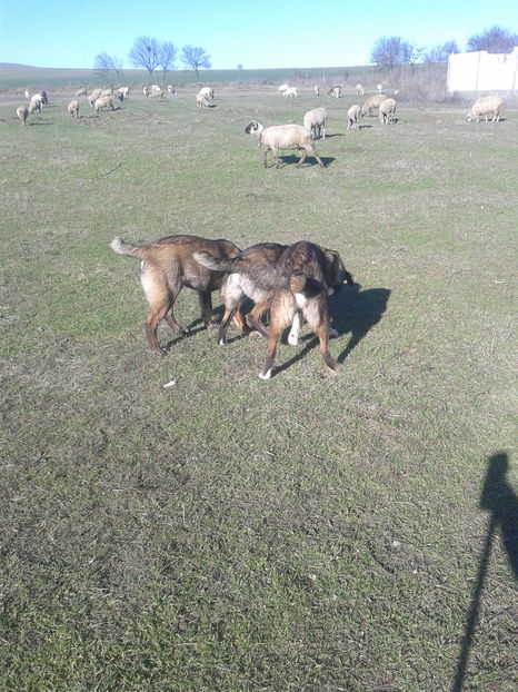  - la varsta de 3 luni prima iesire cu oitzele