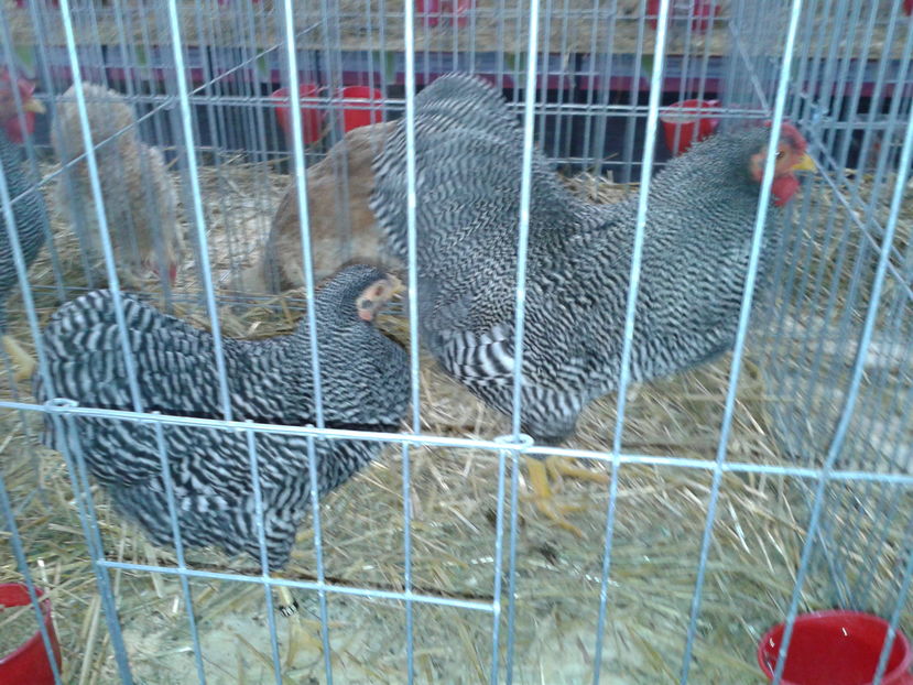 Fotografie0345 - 16---expozitie caransebes 03 12 2016