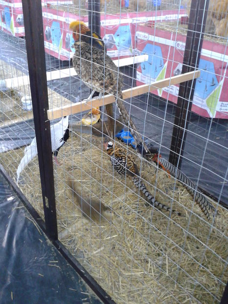 Fotografie0347 - 16---expozitie caransebes 03 12 2016