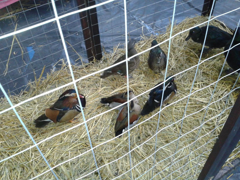 Fotografie0349 - 16---expozitie caransebes 03 12 2016