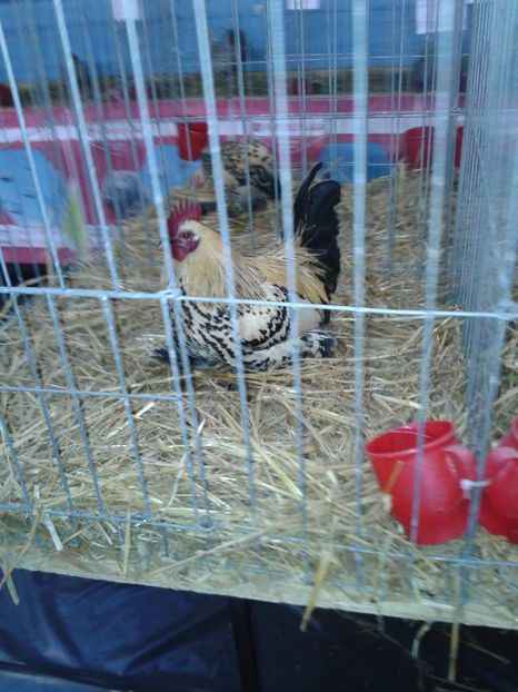 Fotografie0350 - 16---expozitie caransebes 03 12 2016