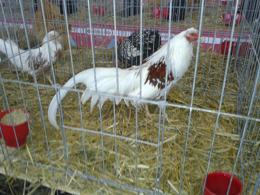 Fotografie0352 - 16---expozitie caransebes 03 12 2016