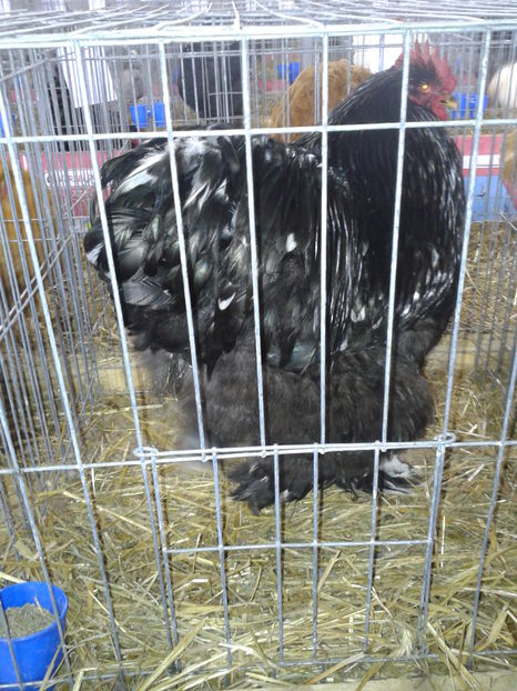 Fotografie0398 - 16---expozitie caransebes 03 12 2016