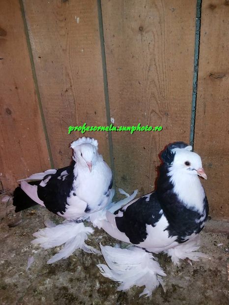 Vânduți lui A. C-tin(BT)