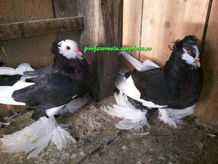 Vânduți lui A. C-tin(BT)