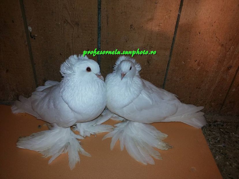 Vânduți lui A. C-tin(BT)