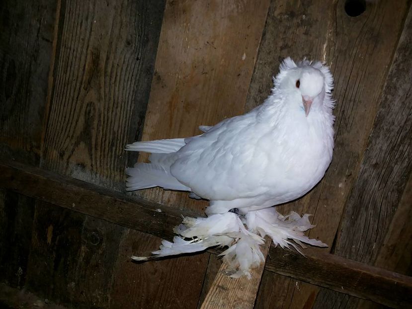 Vânduți lui A. C-tin(BT)