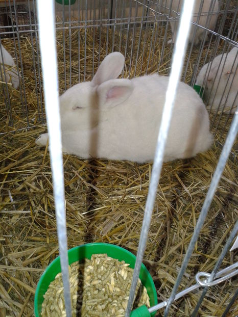 Fotografie0508 - 16---expozitie caransebes 03 12 2016