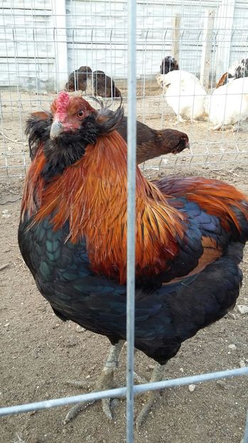 IMG-20161205-WA0002 - ARAUCANA 2016 Achizitie Ungaria