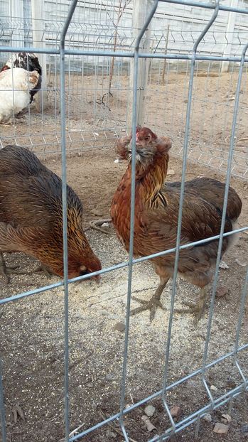 IMG-20161205-WA0004 - ARAUCANA 2016 Achizitie Ungaria