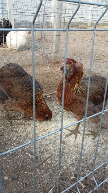 IMG-20161205-WA0005 - ARAUCANA 2016 Achizitie Ungaria