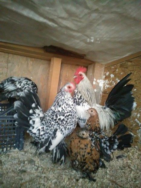 15310727_1369287149771644_1099876616_n