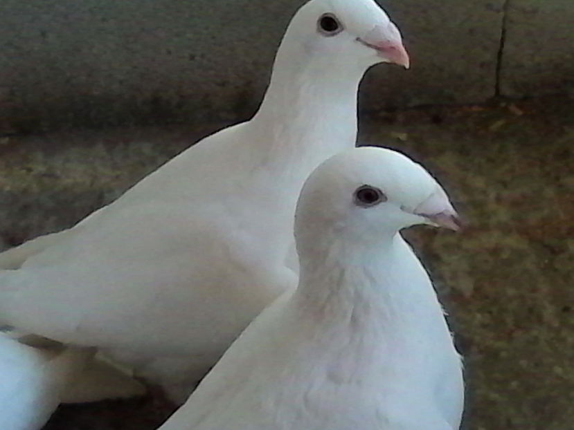  - ARHIVA