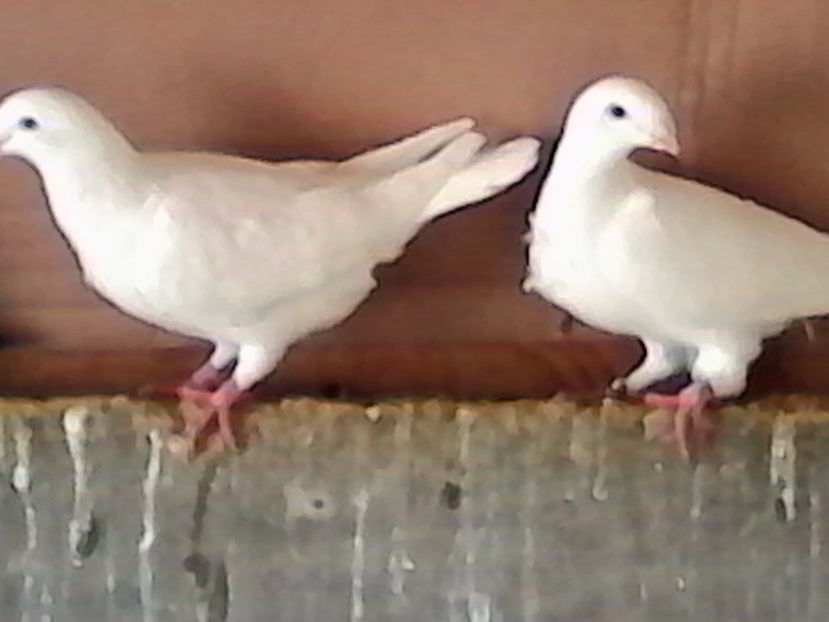  - ARHIVA