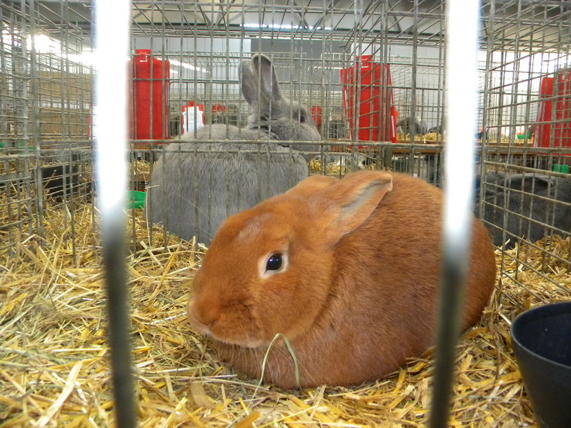  - Expo Leipzig 2016 dec