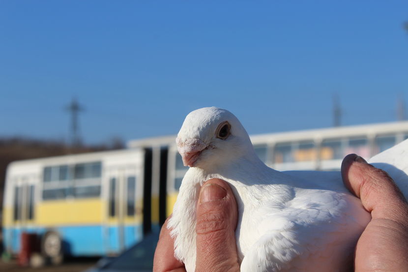  - voiajori belgieni de frumusete