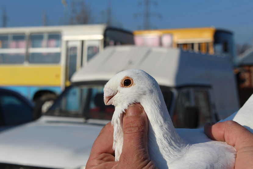  - voiajori belgieni de frumusete