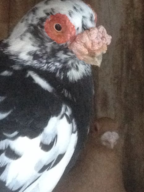 Mascul 2015; Mascul 2015
