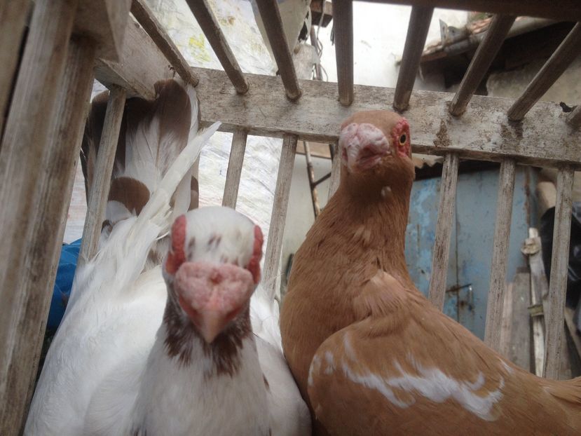 M2016 F2015; M2016 F2015
