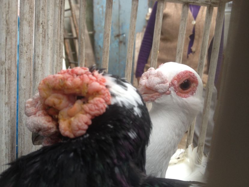 M2014 F2016; M2014 F2016
