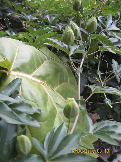 Picture 7301 - Passiflora caerulea