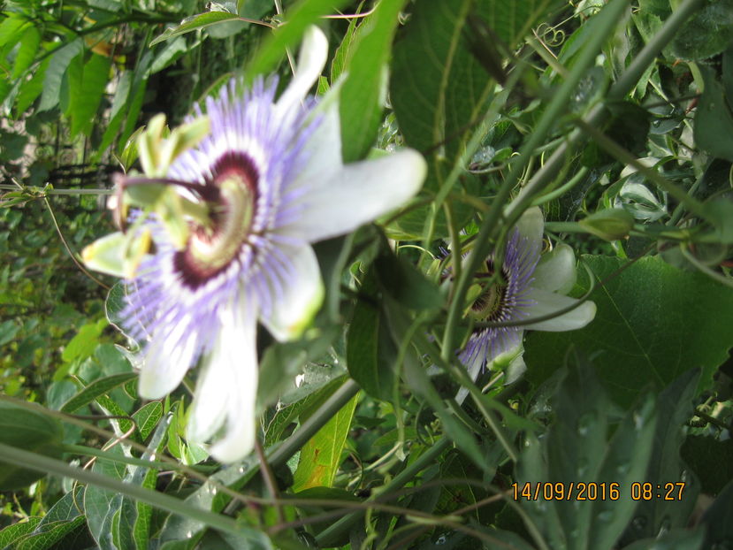 Picture 7313 - Passiflora caerulea