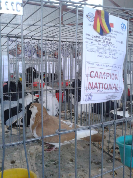 Fotografie0596 - 16---expozitie caransebes 03 12 2016