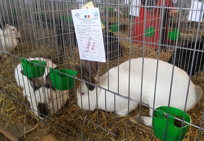 2016-12-03 12.59.38 (2) - 2-iepuri