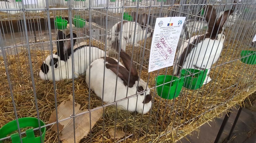 2016-12-03 13.01.33 - 2-iepuri