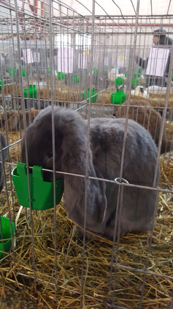 2016-12-03 13.01.50 - 2-iepuri