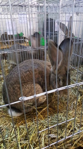 2016-12-03 13.05.27 - 2-iepuri