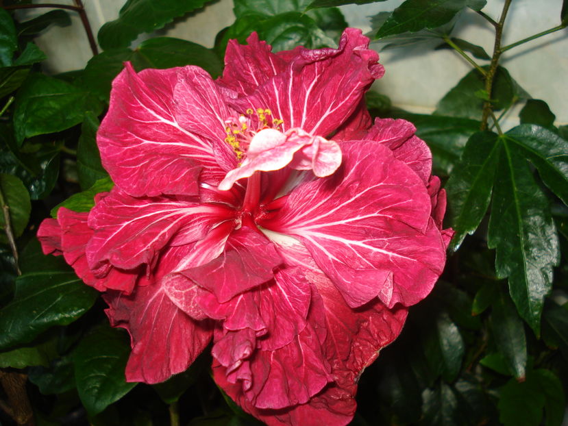  - Hibiscus Tahitian Dragon Lair