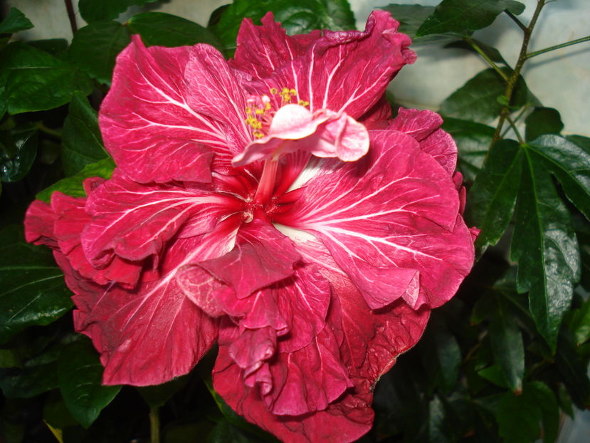  - Hibiscus Tahitian Dragon Lair