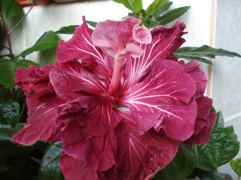  - Hibiscus Tahitian Dragon Lair