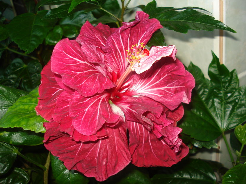  - Hibiscus Tahitian Dragon Lair