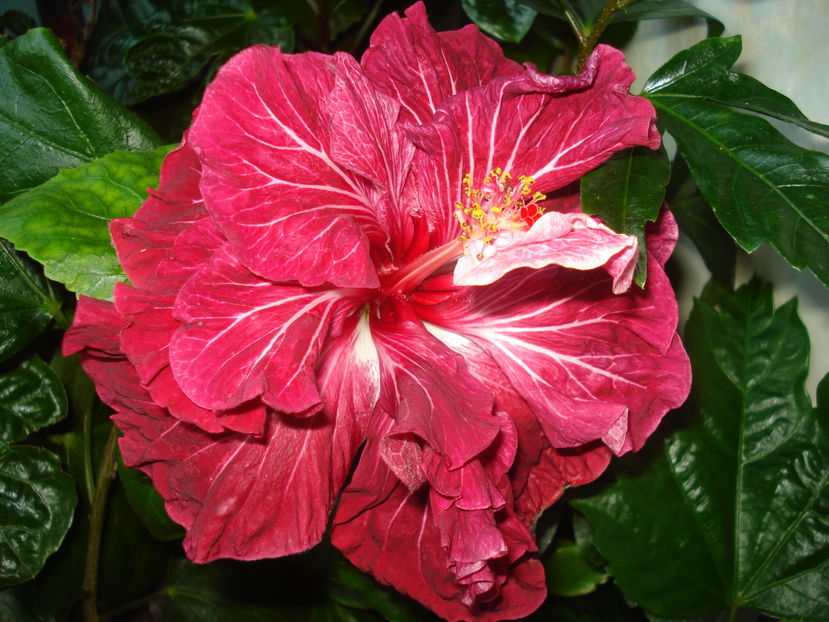  - Hibiscus Tahitian Dragon Lair