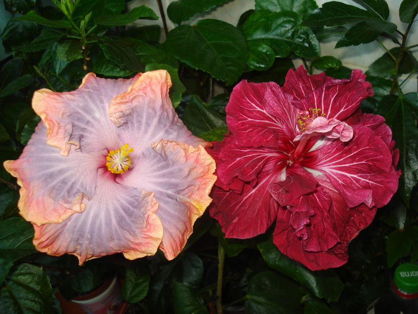  - Hibiscus Tahitian Dragon Lair