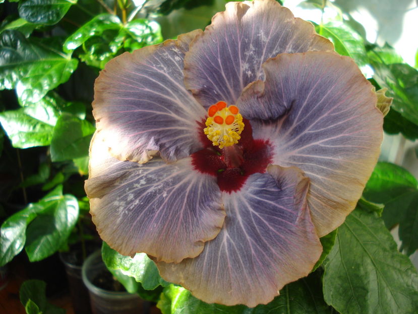  - Hibiscus Tahitian Moody Blue