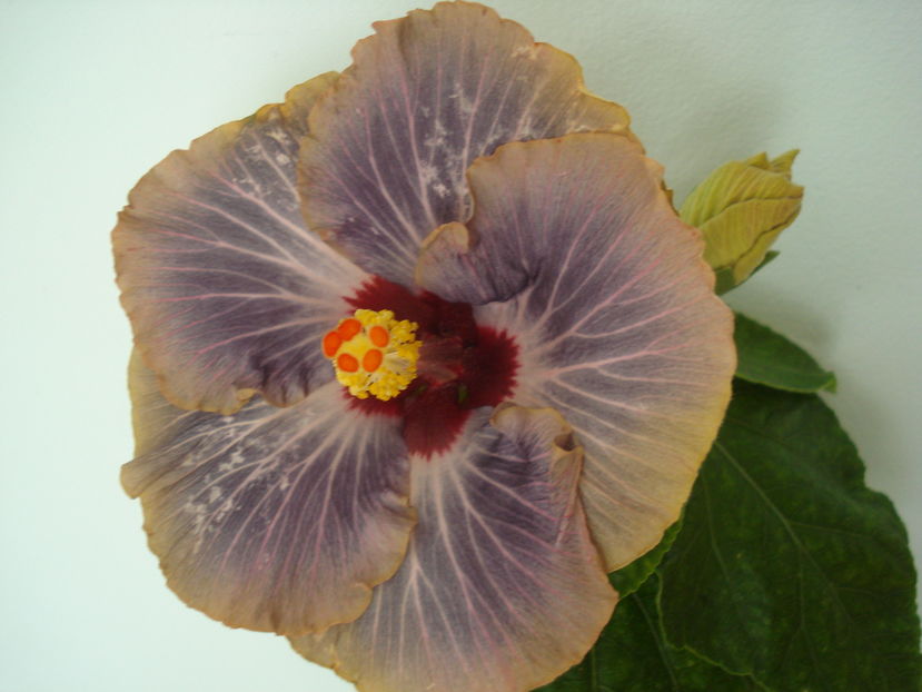  - Hibiscus Tahitian Moody Blue