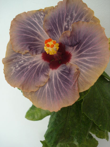  - Hibiscus Tahitian Moody Blue