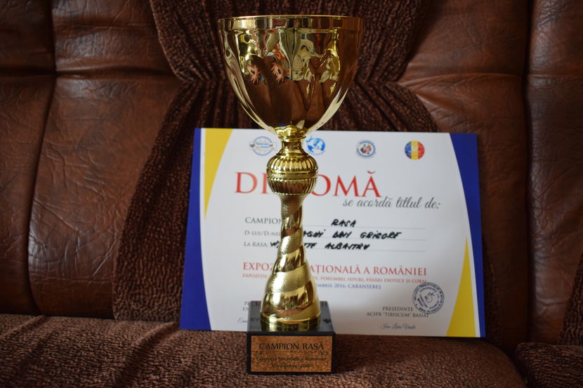 Campion Rasa Wyandotte Albastru