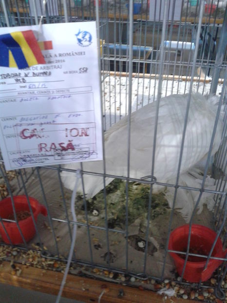 Fotografie0613 - 16---expozitie caransebes 03 12 2016