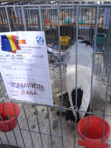 Fotografie0614 - 16---expozitie caransebes 03 12 2016