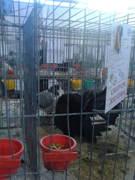 Fotografie0617 - 16---expozitie caransebes 03 12 2016